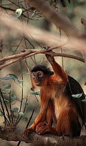 Temmincks red colobus monkey (Procolobus badius temminckii) sitting in tree, The Gambia, West Africa. Endangered