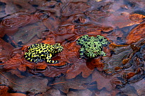 Oriental fire-bellied toads (Bombina orientalis) in water, controlled conditions