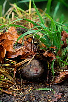 Short tailed field vole (Mictotus agrestis) peering from burrow, UK, controlled conditions
