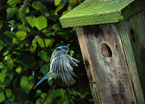 Blue tit (Parus caeruleus) flying to nest box with insect prey, UK