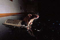 Brown rat (Rattus norvegicus) and cheese grater, UK, controlled conditions