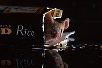 House mouse (Mus musculus) in biscuit packet, UK, controlled conditions