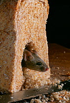 House mouse (Mus musculus) emerging from feeding inside a loaf of brown bread, UK, controlled conditions