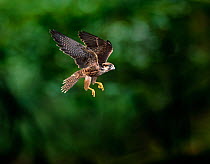 Lanner falcon (Falco biarmicus) in flight, controlled conditions