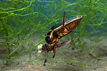 Great diving beetle (Dytiscus marginalis) feeding on worm prey, UK, controlled conditions