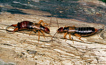 Common earwigs (Forficula auricularia) pair, male (left) and female (right), UK