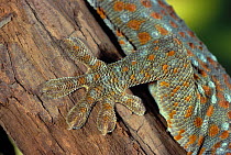 Close up of foot of Tokay gecko (Gekko gekko) controlled conditions