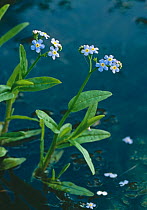 Water forget me not (Myosotis scorpioides) flowers, UK