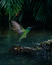 Green violetear hummingbird (Colibri thalassinus) flying up from bathing in water, controlled conditions
