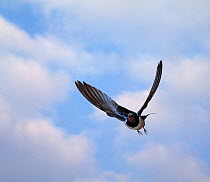 Barn swallow (Hirundo rustica) in flight, UK