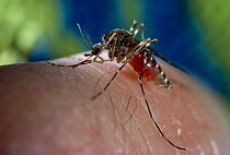 Mosquito (Culicidae) female feeding on human blood, controlled conditions