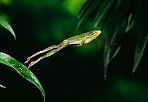 Green tree frog (Hyla cinerea) leaping, controlled conditions, from North America