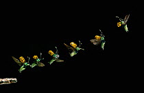 Leaf beetle (Diabrotica limitata quindecimpunctata) taking off, multiflash sequence of six images, Venezuela cloudforest, South America