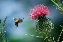 Meadow / Carder bumble bee (Bombus agrorum) flying to thistle flower, UK