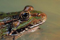 Marsh frog (Rana ridibunda) portrait, Europe