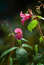 Indian / Touch-me-not balsam  (Impatiens balsamina) flowers, UK
