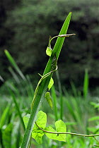 Bindweed (Convolvulus sp) climbing round a shoot of grass, UK