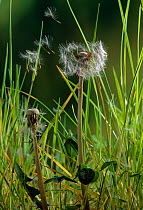 Dandelion (Taraxacum officinale) dispersing in wind, UK