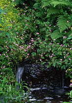 Herb robert (Geranium robertianum) flowering beside small waterfall, Sussex, UK
