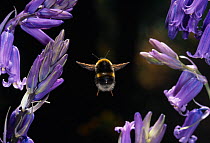 Common carder bumblebee (Bombus pascuorum) in flight among Bluebells (Endymion nonscriptus), UK