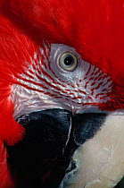 Close up of head of Green-winged macaw (Ara chloroptera) controlled conditions