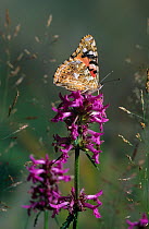 Painted lady butterfly (Vanessa cardui) resting on Bugle flower (Ajuga sp) with wings closed, UK