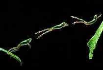 Common tree frog (Hyla arborea) jumping, multiflash sequence of three images