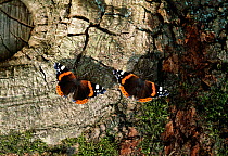 Red admiral butterflies (Vanessa atalanta) on oak tree, sipping oak sap, UK