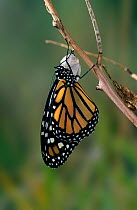 Monarch butterfly (Danaus plexippus) adult emerging from pupal case, controlled conditions
