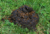 Yellow dung flies (Scatophaga stercoraria) on horse dung, UK
