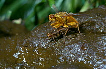 Yellow dung fly (Scathophaga stercoraria) mating pair on horse dung, UK