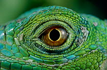Close up of eye of Common green iguana (Iguana iguana)