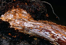 Honey fungus (Armillaria mellea) mycelium exposed under bark of host tree, UK
