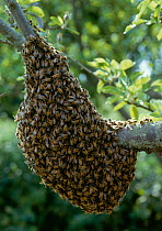 Swarm of Honey bees (Apis mellifera) UK