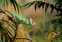 Casqued / Veiled / Yemeni chameleon (Chamaeleo calyptratus) catching cricket with extended tongue, controlled conditions
