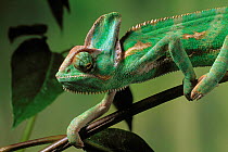 Casqued / Veiled / Yemeni chameleon (Chamaeleo calyptratus) walking along branch, controlled conditions