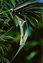 Casqued / Veiled / Yemeni chameleon (Chamaeleo calyptratus) camouflaged on vegetation, controlled conditions