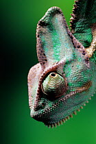 Casqued / Veiled / Yemeni chameleon (Chamaeleo calyptratus) portrait, controlled conditions