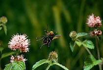 Noon / Dung fly (Mesembrina meridiana) taking off from water mint flower, note the 180 degree wing twist, UK