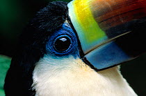 Close up of beak of Red billed toucan (Ramphastos tucanus) controlled conditions