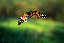 Monarch butterfly (Danaus plexippus) in flight, controlled conditions