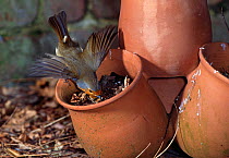 Robin (Erithacus rubecula) extracting grub from earth in a flower pot, UK