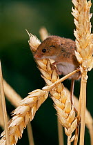 Harvest mouse (Micromys minutus) on corn seed heads, UK, controlled conditions
