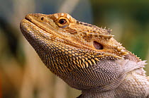 Bearded dragon lizard (Amphibolurus barbatus) controlled conditions, native to Australia