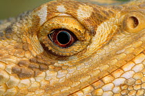 Close up of eye of Bearded dragon lizard (Amphibolurus barbatus) controlled conditions, native to Australia