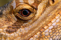 Close up of eye of Bearded dragon lizard (Amphibolurus barbatus) controlled conditions, native to Australia
