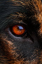 Close up of eye of Domestic dog, Alsatian or German shepherd breed, UK