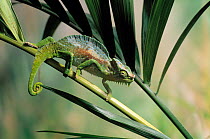 Four horned chameleon (Chamaeleo quadricornis) camouflaged on vegetation, controlled conditions