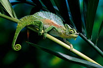 Four horned chameleon (Chamaeleo quadricornis) camouflaged on vegetation, controlled conditions