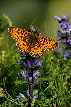 Pearl bordered fritillary butterfly (Brenthis / Boloria euphrosyne) on Bugle flowers (Ajuga sp) UK